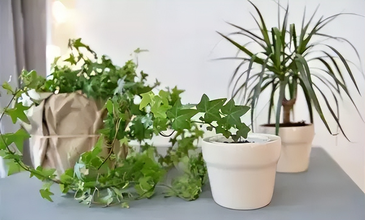 网上买花怎么样的才算不踩坑,在实体店买花好还是在网上买花好