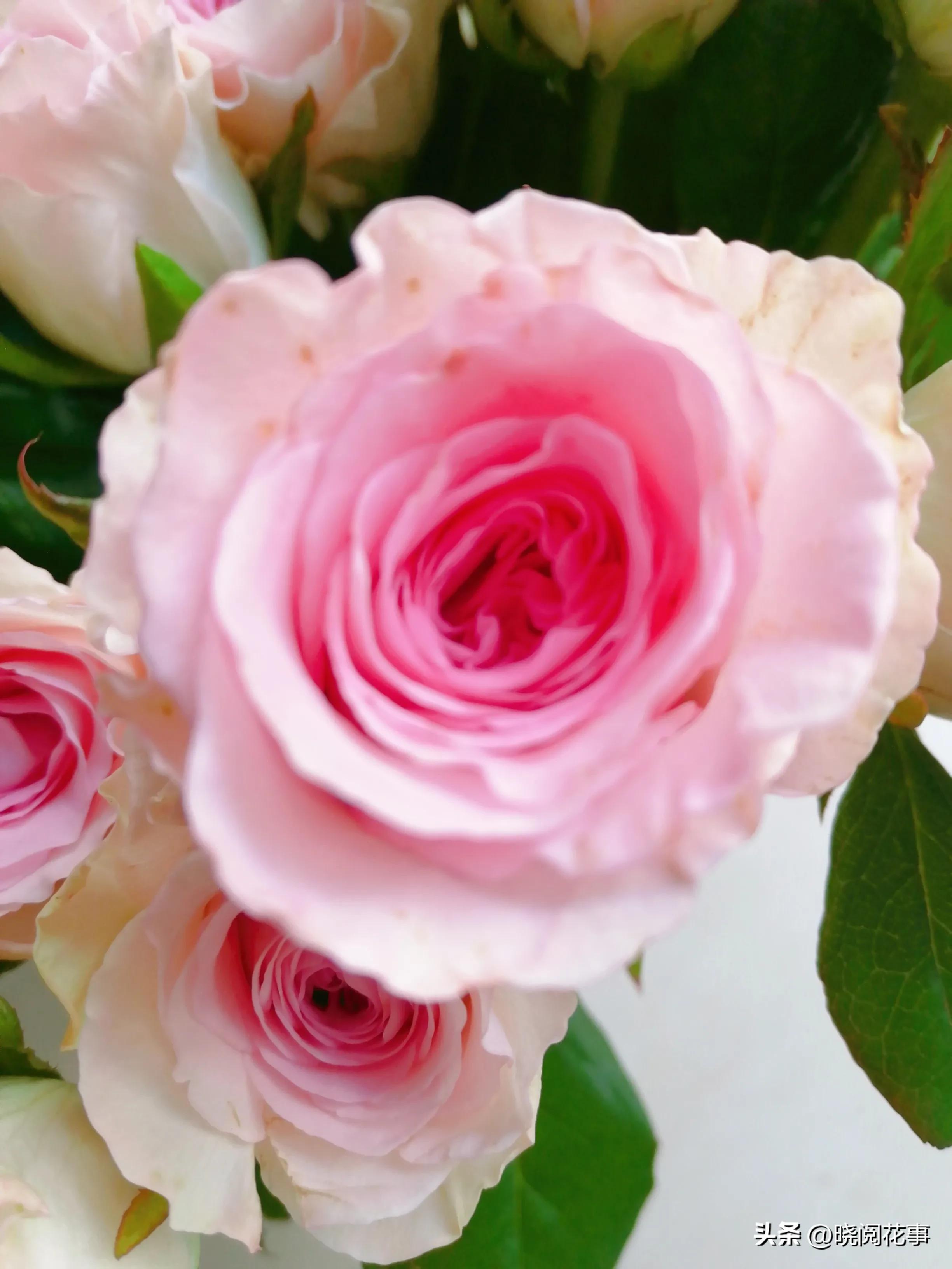 怎么提前准备花表白,表白女朋友送什么花