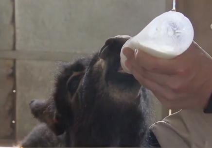 小伙三年养了4000头母驴，感情深厚一头也不卖，但一天还净赚4万