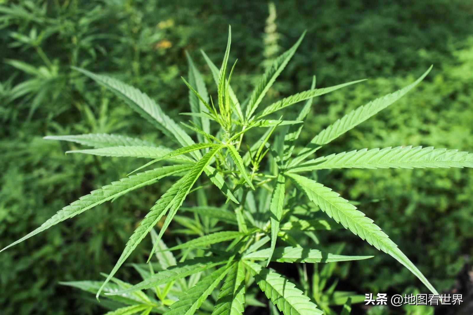 南美瑞士世界杯,世界杯乌拉圭解析