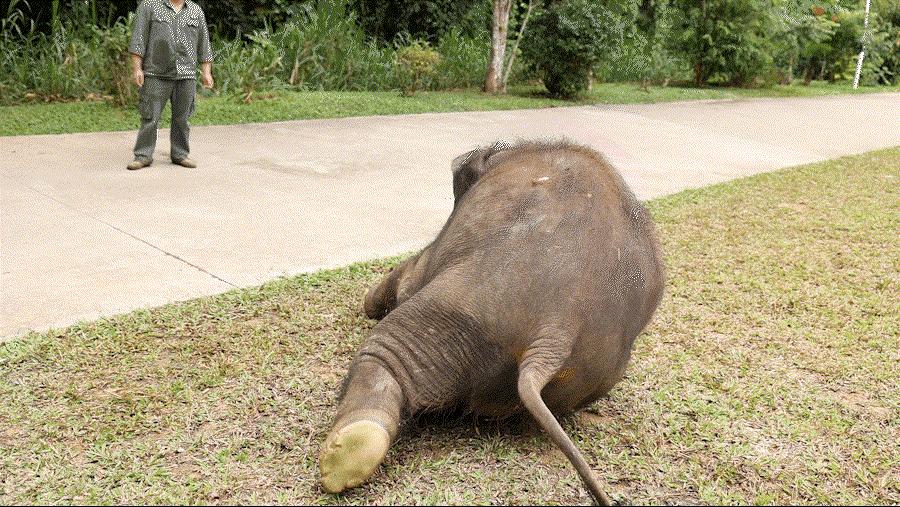 cop15大会高清图,cop15第二阶段会议有哪些人出席