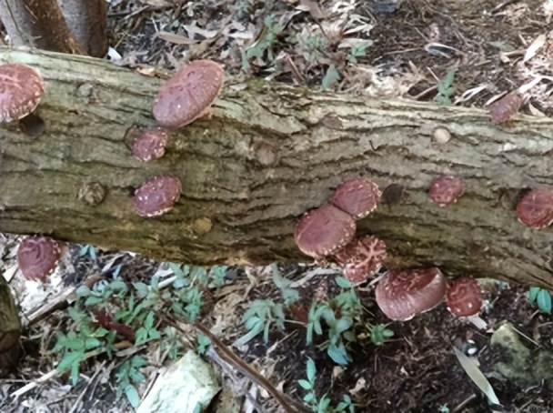 【重庆农特产品】城口香菇