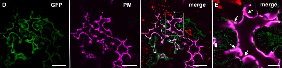 NPF2.8促进因子对拟南芥花粉表面黄酮醇糖苷积累作用的研究