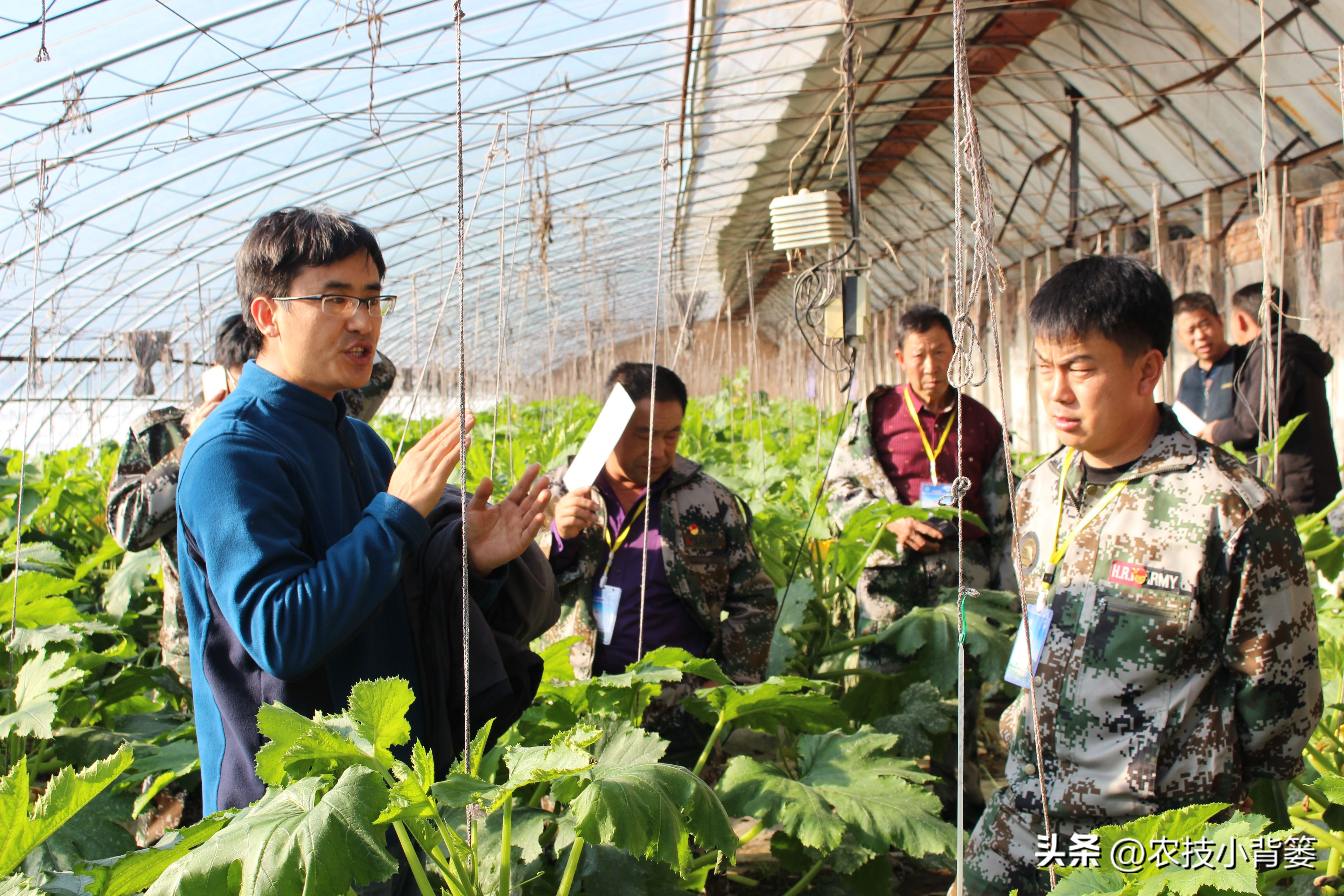 红蜘蛛和螨虫如何根除,蜘蛛螨虫最怕什么药