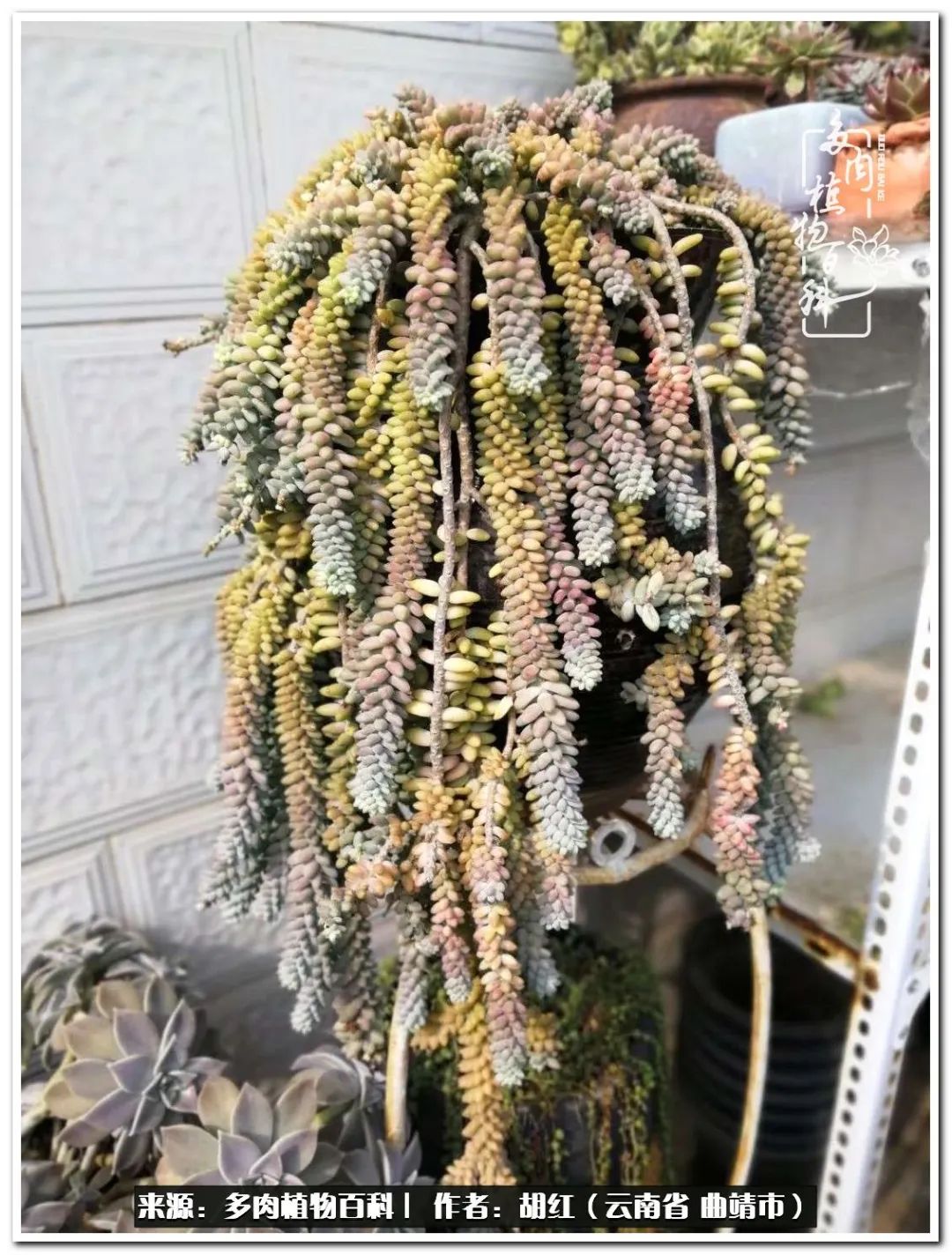 多肉植物里的糖,多肉生活的调味剂