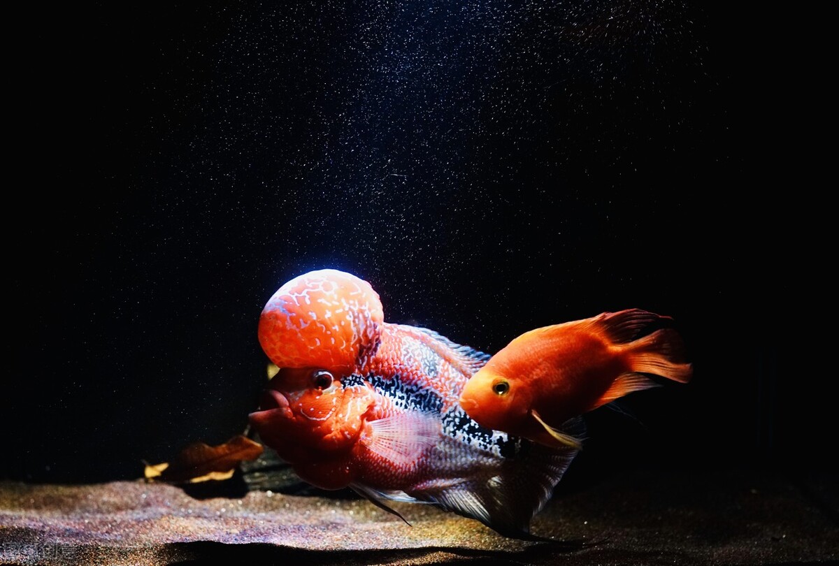 新手买鱼和鱼缸怎么买,150的鱼缸适合新手养的鱼