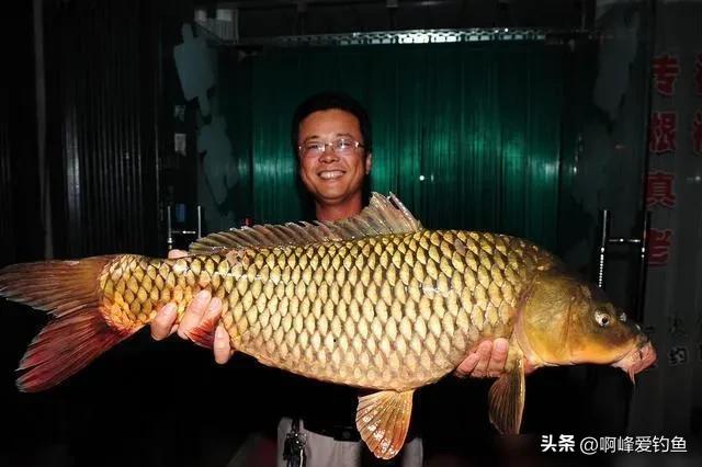 这种“黑鲤鱼”在野外可是个宝贝，钓不得抓不得，属我国特有物种