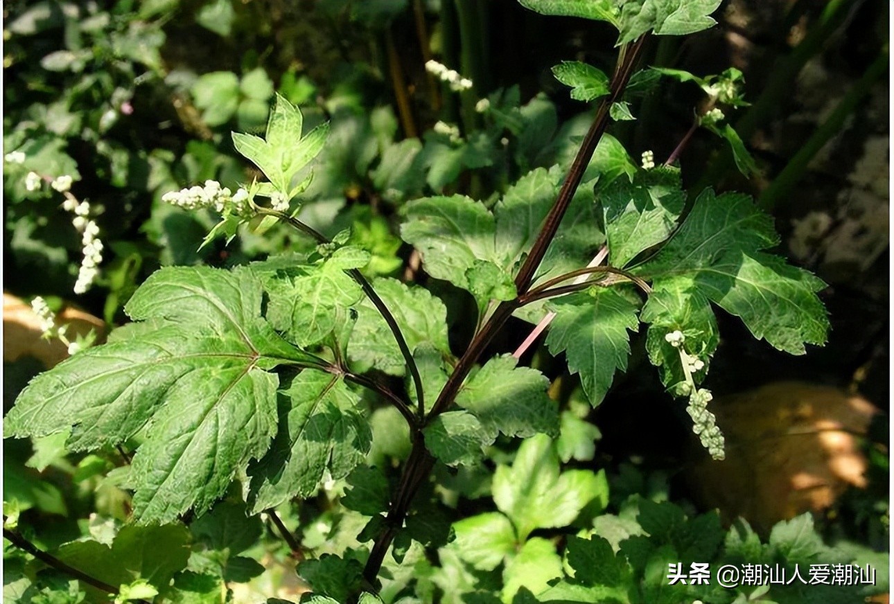 潮汕风俗端午节拜祖先,潮汕端午节一般拜神用什么