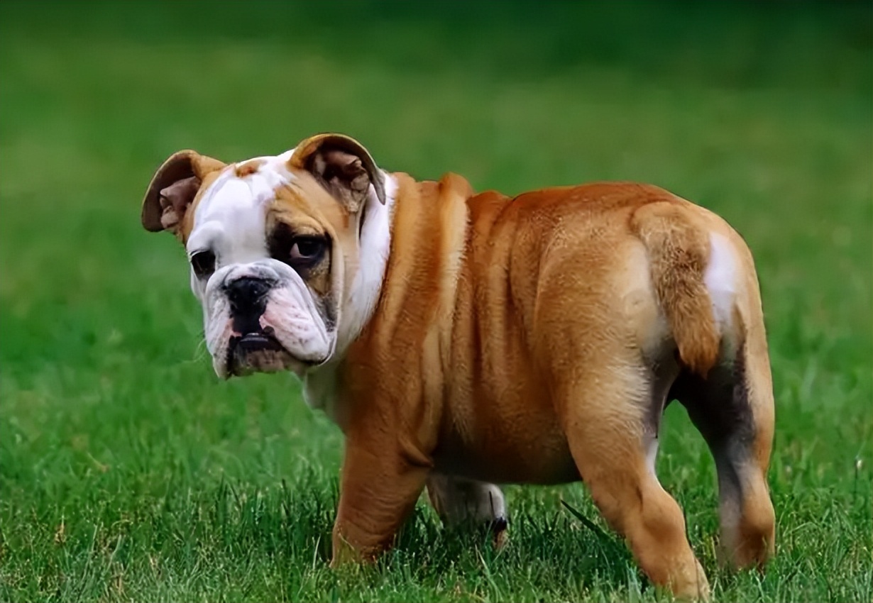 英国斗牛犬肥胖怎么办,让英国斗牛犬瘦一点