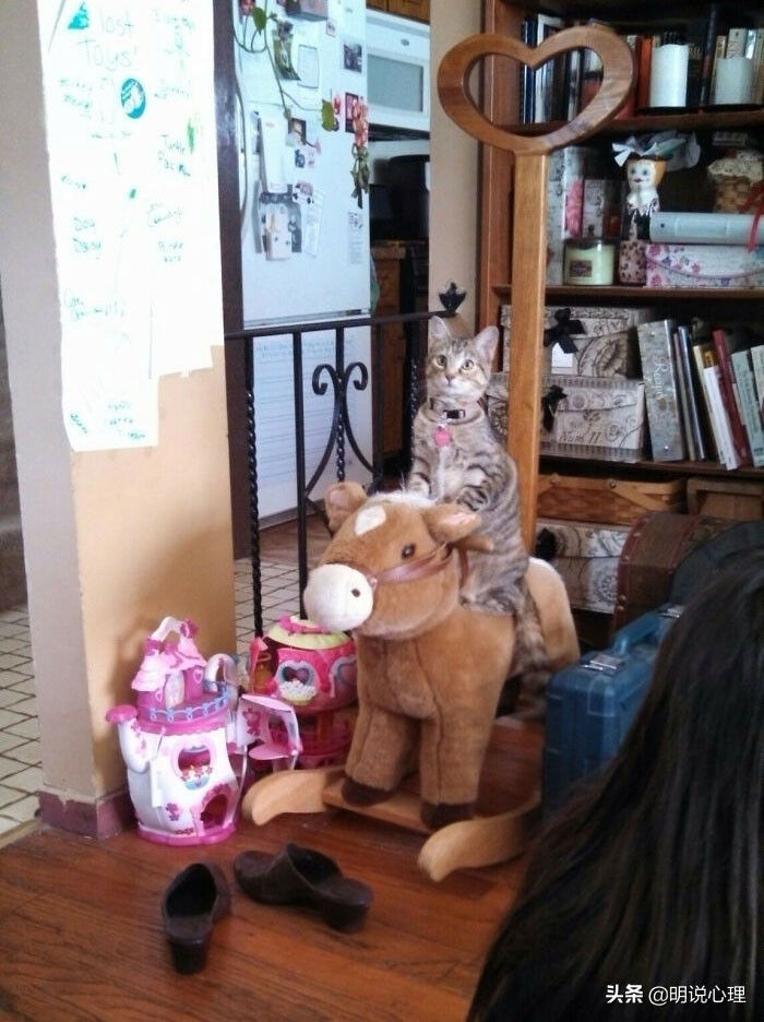 猫咪和鼠鼠的故事,猫和鼠的友谊真实故事