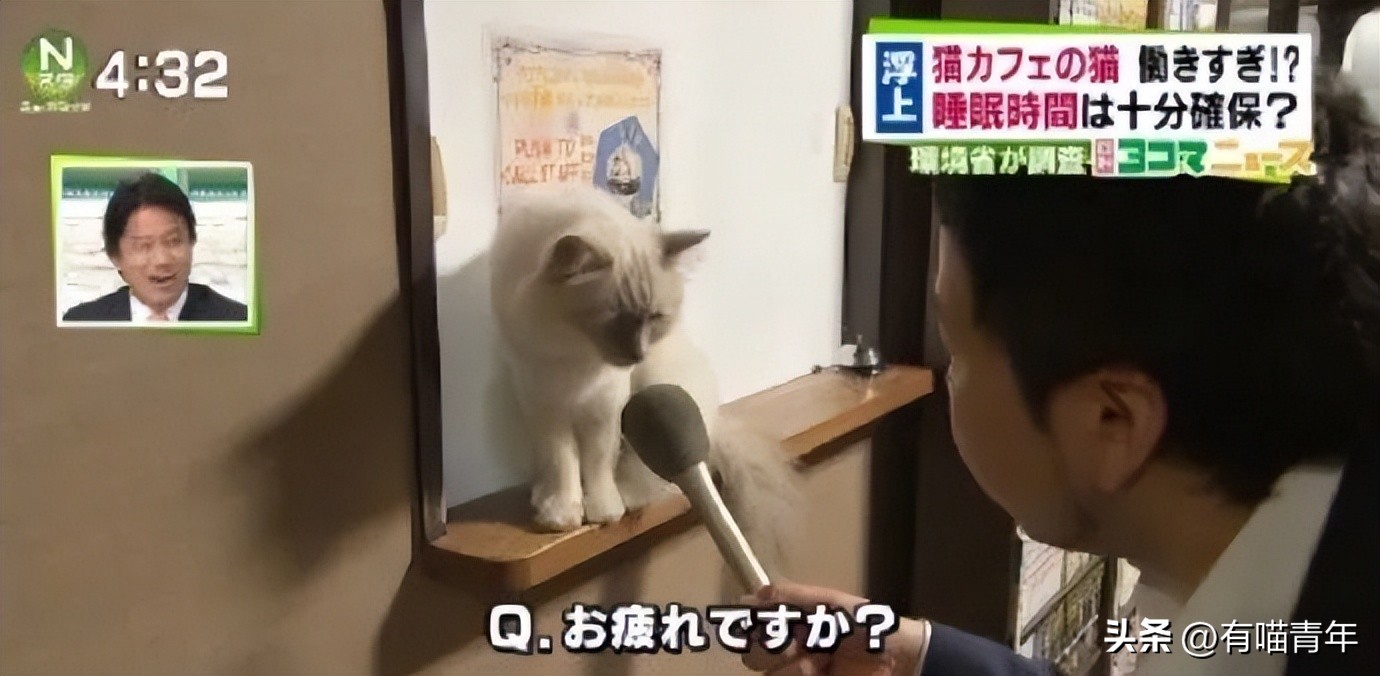 非洲雄狮打群架,俄罗斯战斗民族跟狮子打架