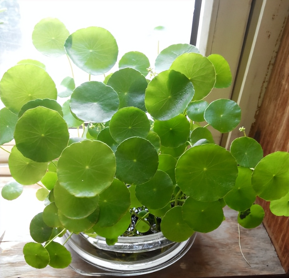 铜钱草的营养价值与功效,生态多样性的作用和意义