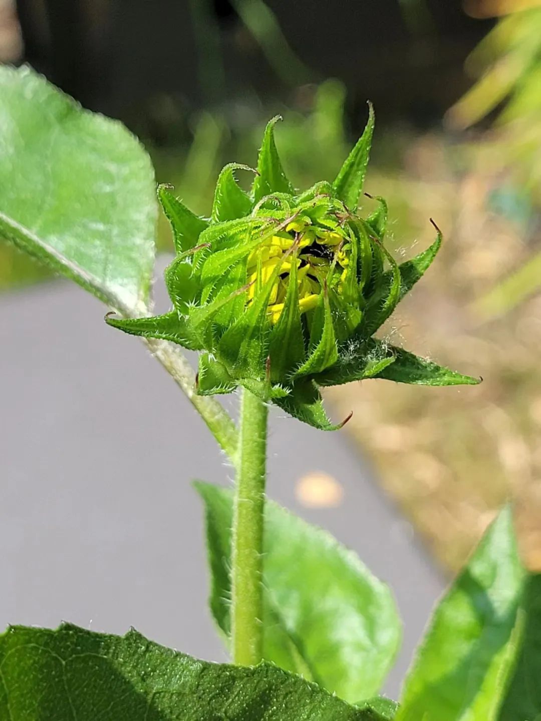 适合夏天养的7种花越晒开花越旺,阳台高温如何养墨兰