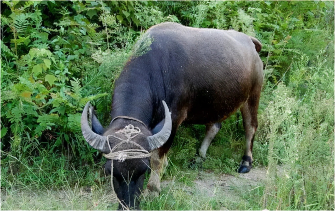 “曹满饿死牛”有没有道理？为什么喂牛的时候要少量多次？