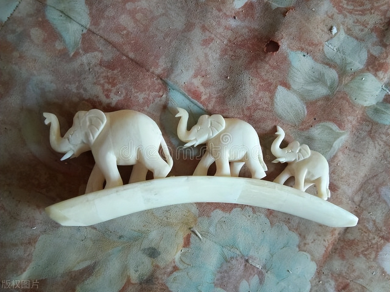 古老的物件有收藏价值,最粗的猛犸象牙