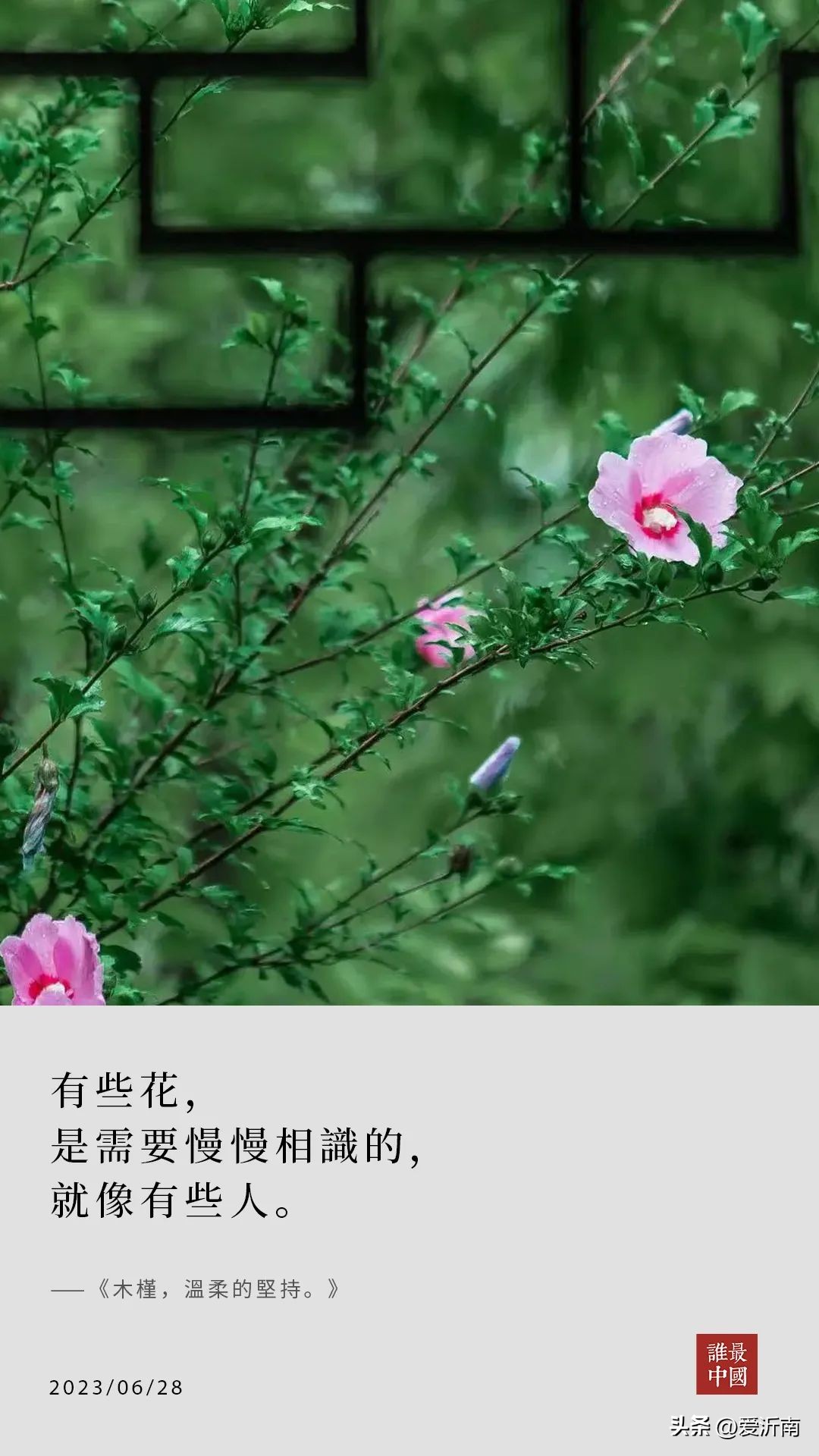 鏈ㄦЭ鏌旂殑灏忚,鏌旂矇绾㈠績閲嶇摚鏈ㄦЭ淇壀