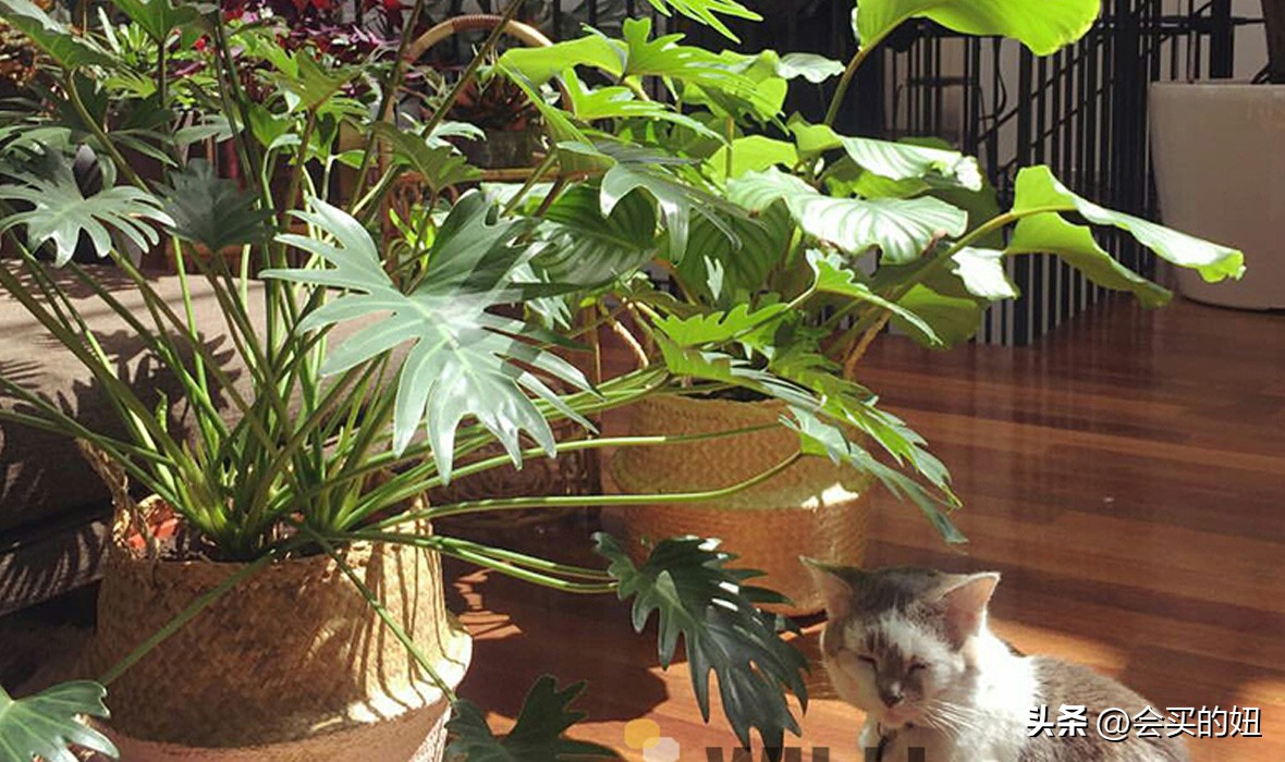 价格便宜且又有实用价值的绿植,家里值得买的绿植