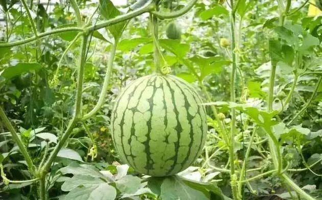 吃剩的水果种子可以种吗,这3种水果别舍不得吃