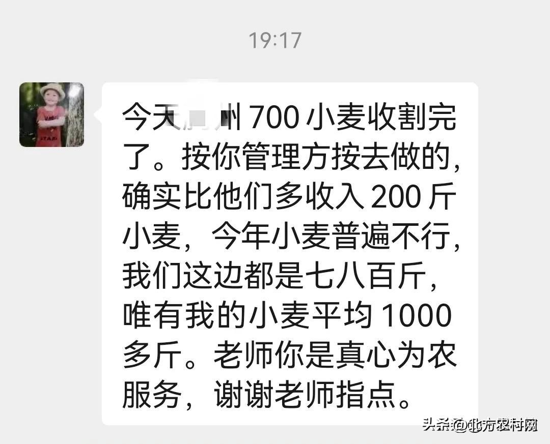 特大粒特大穗小麦种,矮杆大穗小麦什么品种好