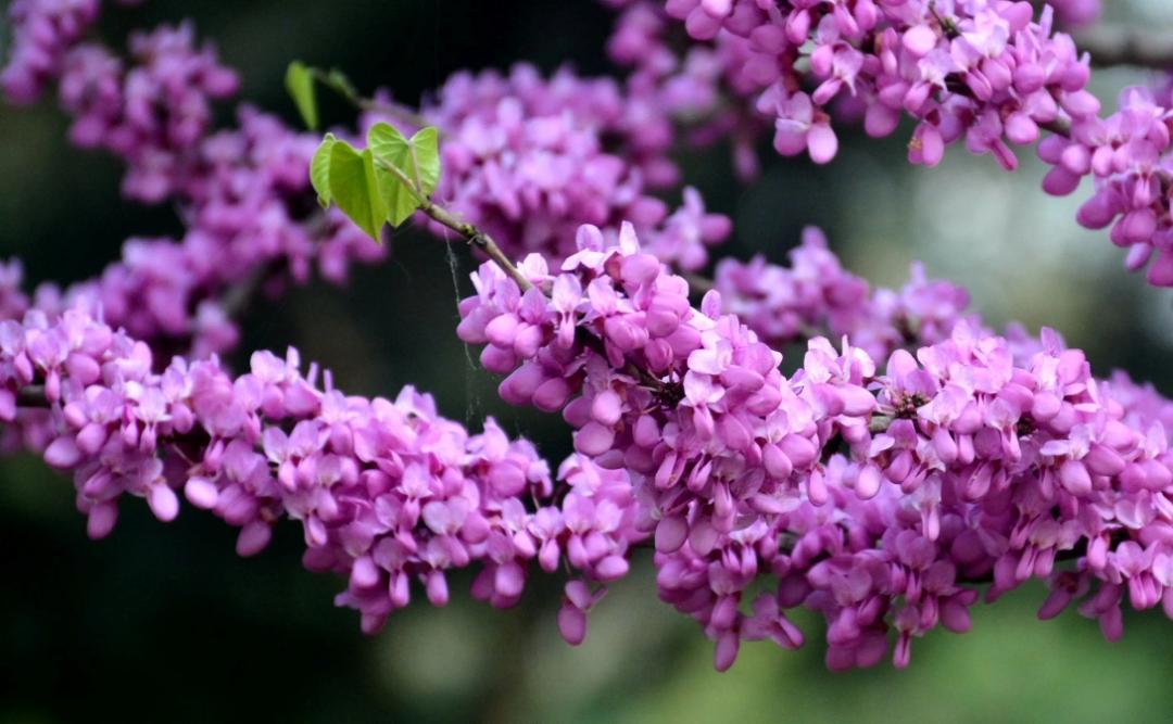 南方人爱不够的紫荆花，北方人懵了：“这哪儿是紫荆花啊？”