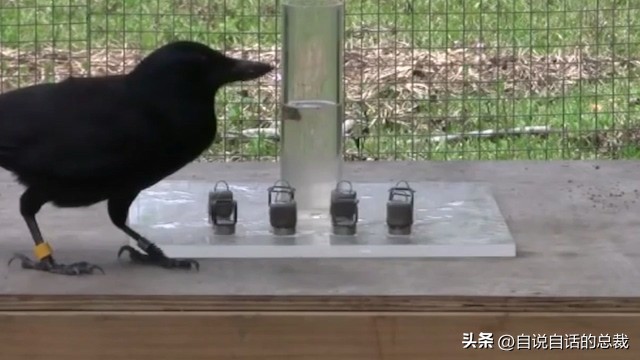 乌鸦为什么是外星人,外星人至今还未出现的5大原因