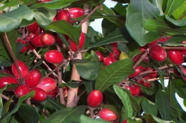 100多种罕见水果欣赏,100种罕见水果名字