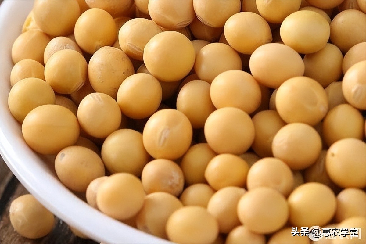 今年大豆价格最新行情现在是多少,今日大豆价格2024年2月份价格预测