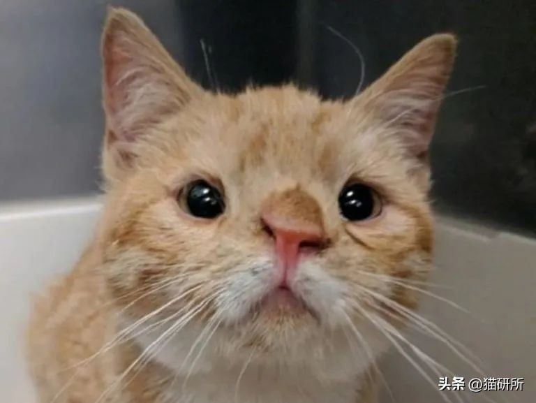 怎样测试猫咪的智商低还是高,如何测试猫咪的智商高不高