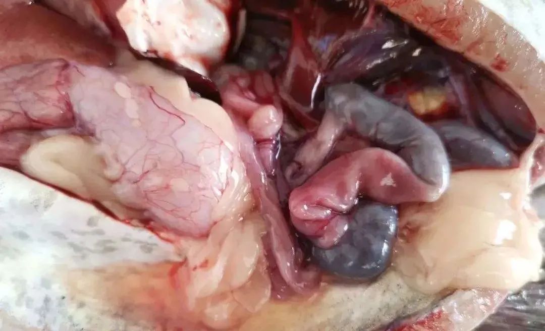 春季鱼瘟怎么处理,开春鱼瘟怎么预防效果好