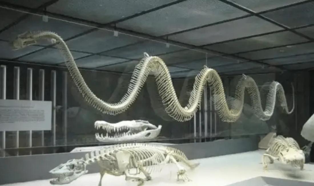 3米巨蟒被咬死,4米巨蟒吞下3只羊羔事件