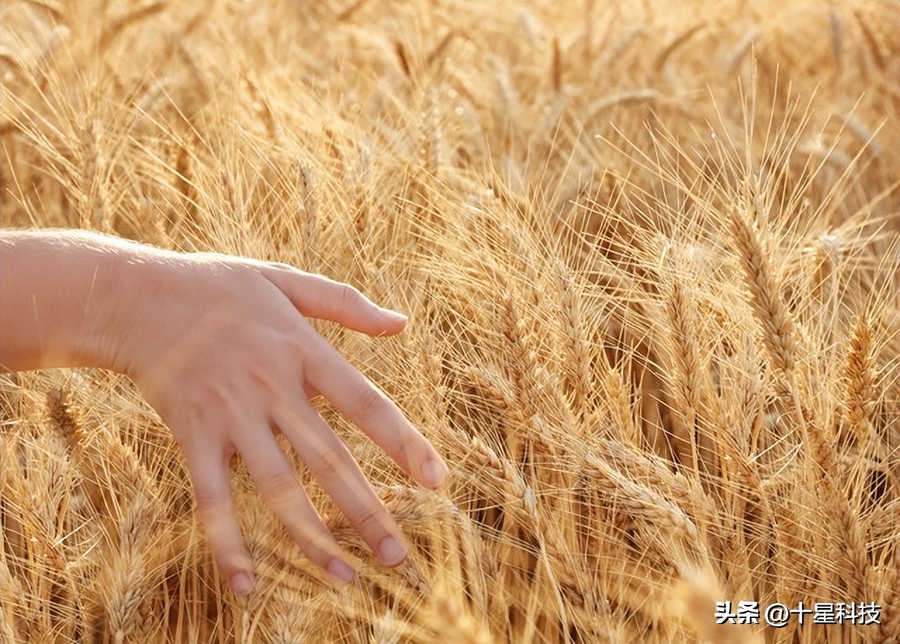 2023年国审小麦品种有哪些,2024年国审小麦品种