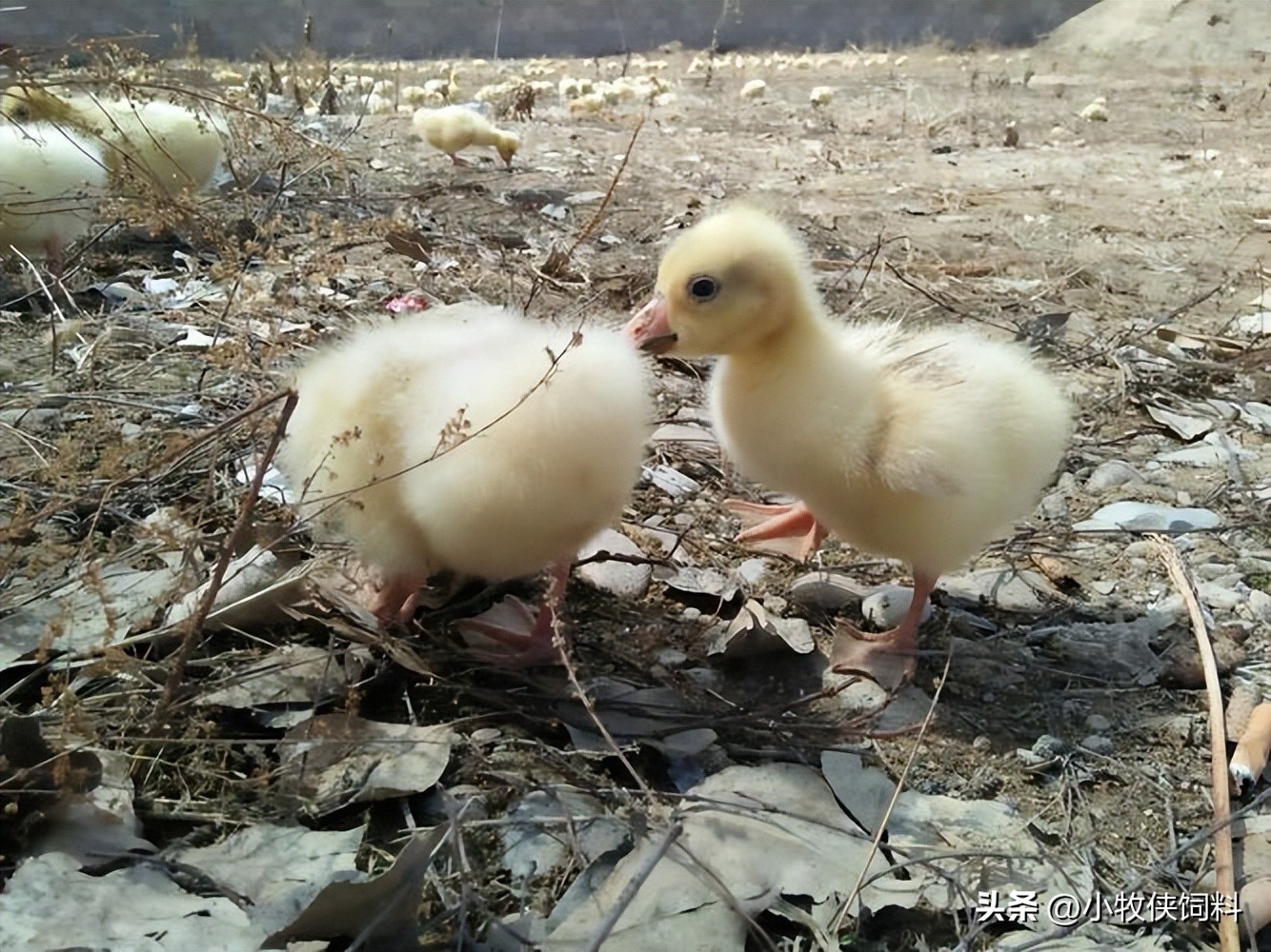 雏鹅不饮水,雏鹅扎堆不吃食什么原因