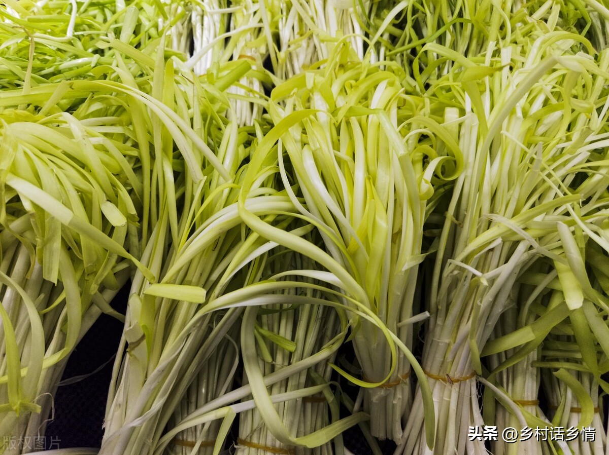 什么方法种韭黄好吃又简单,自制韭黄是怎么种出来的