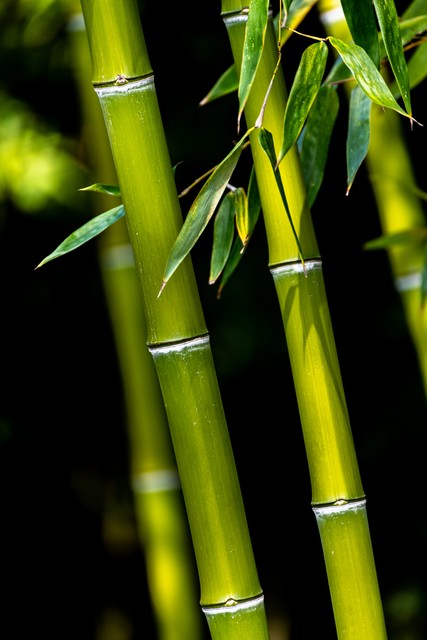 罗汉竹盆景,罗汉竹