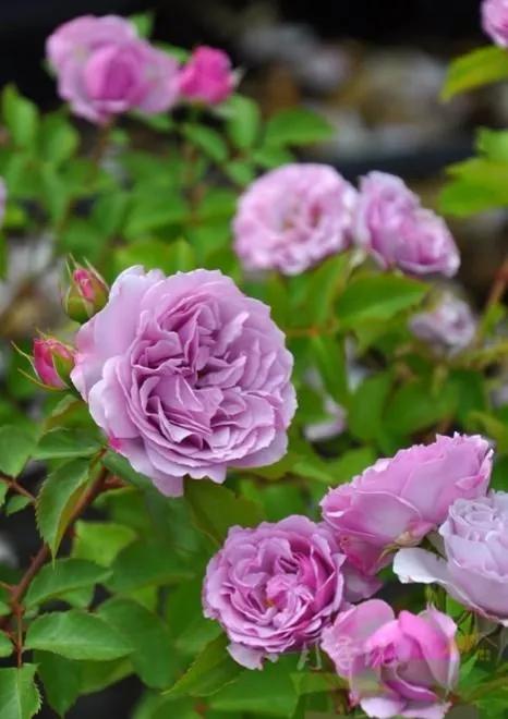 常见切花月季一览（45）