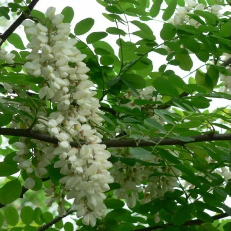 故乡的槐树简介,故乡的槐树