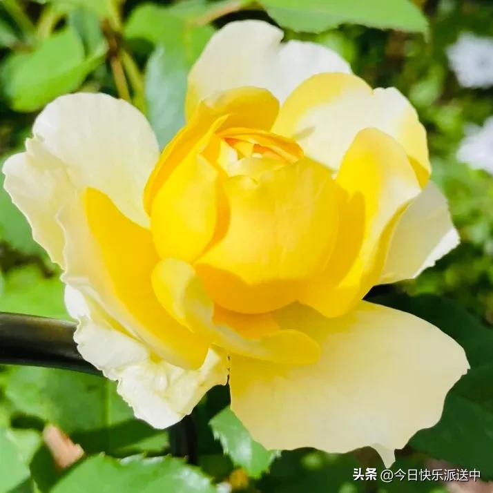 美醉了的月季花图片,各种颜色的月季花图片