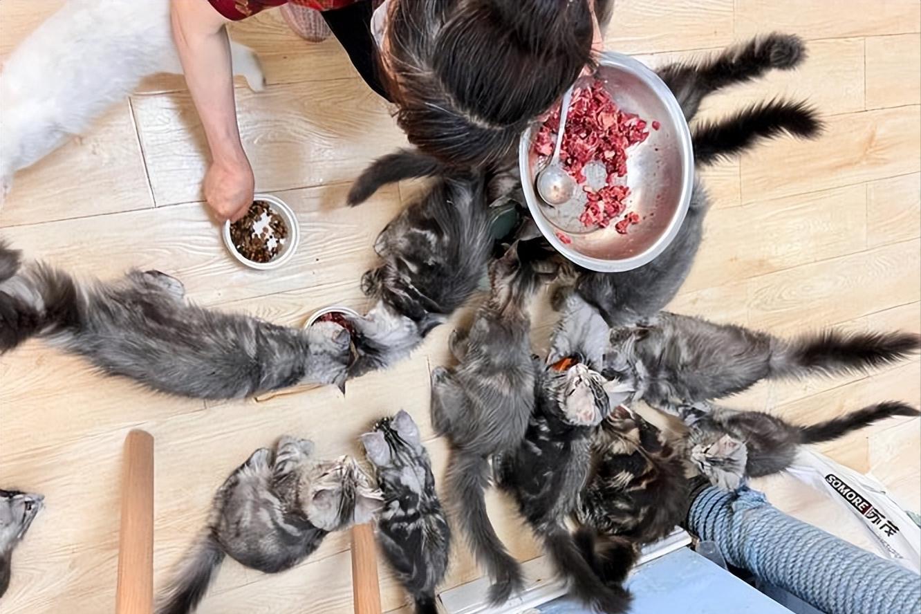 缅因猫缺营养对毛发有什么影响,缅因猫吃什么最容易爆毛