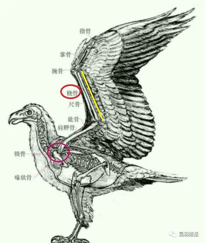 扒一扒西方历史,扒一扒张大千的画皮