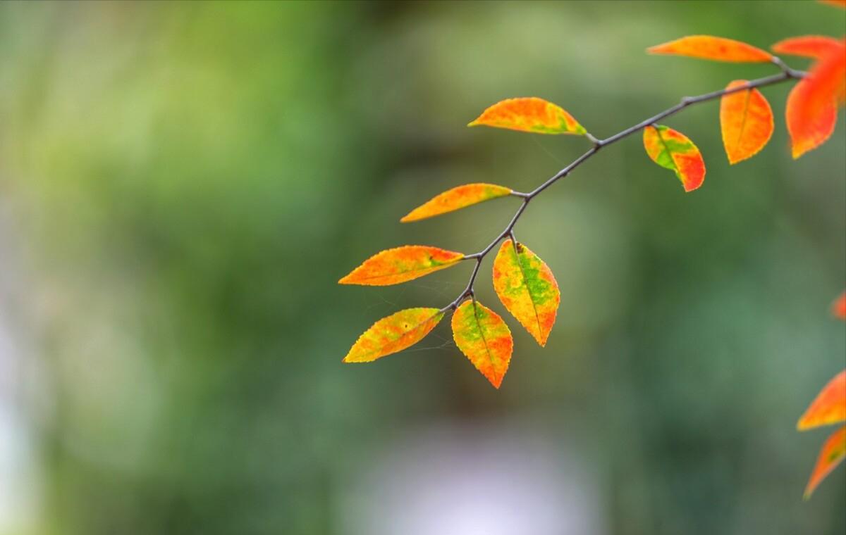 青山隐隐水迢迢秋尽江南草未凋,青山隐隐水迢迢杨再春书法欣赏