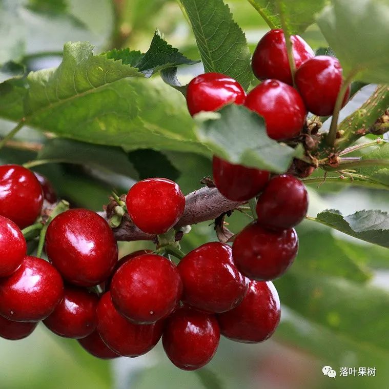 果树快速生长调节剂,植物生长调节剂果树专用