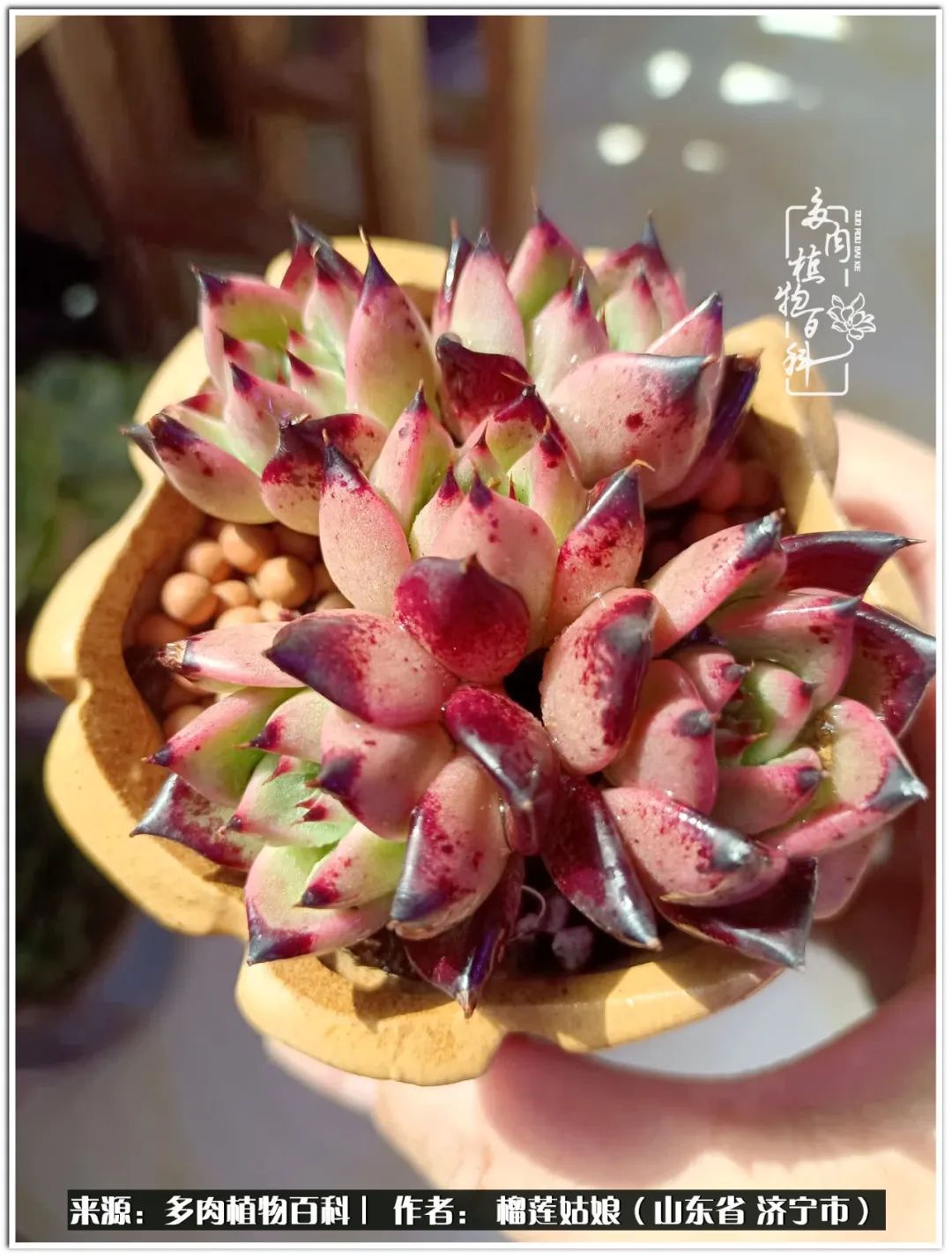 繁花似锦觅安宁淡如流水度一生,繁花似锦觅安宁淡云流水度人生