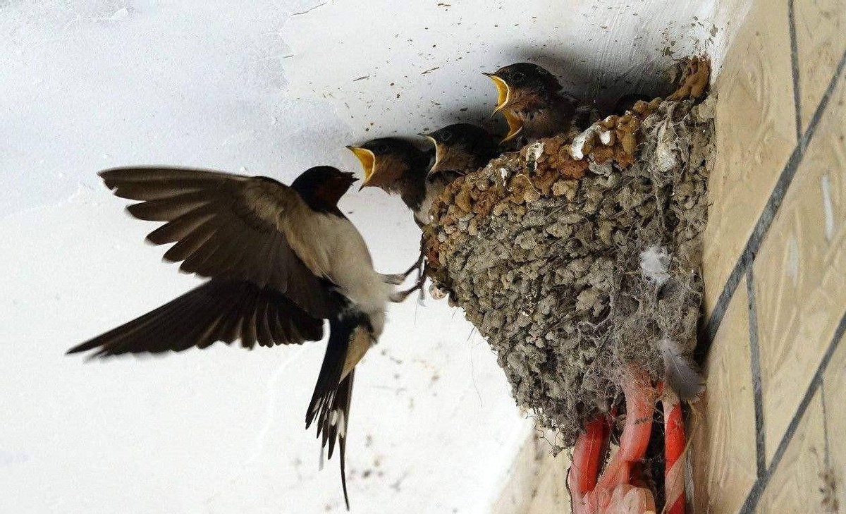鸟进门有什么讲究,三鸟进宅寓意