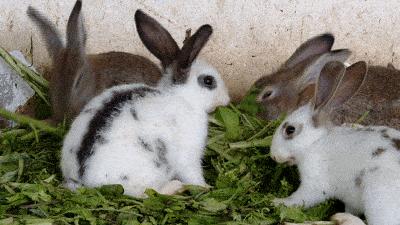 兔肉为什么没能成为主要肉食,吃草为何可以长肉