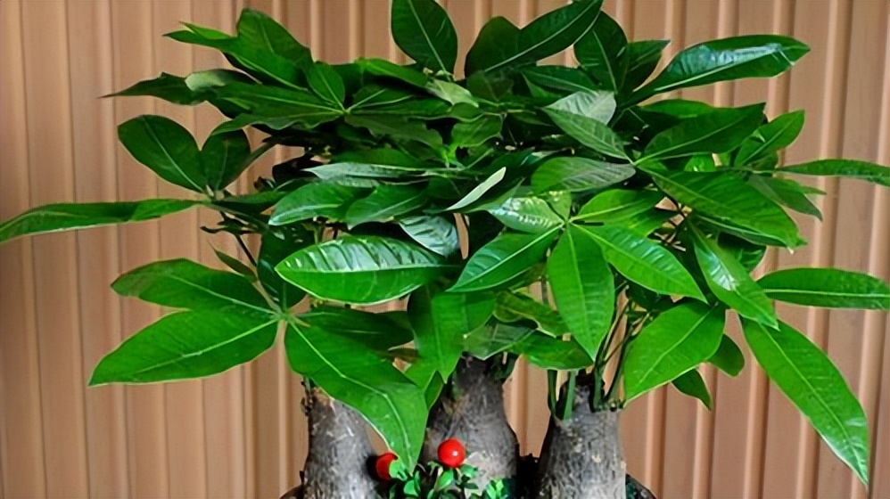 家庭15种花适合室内养的花,懒人室内种花养什么花好看