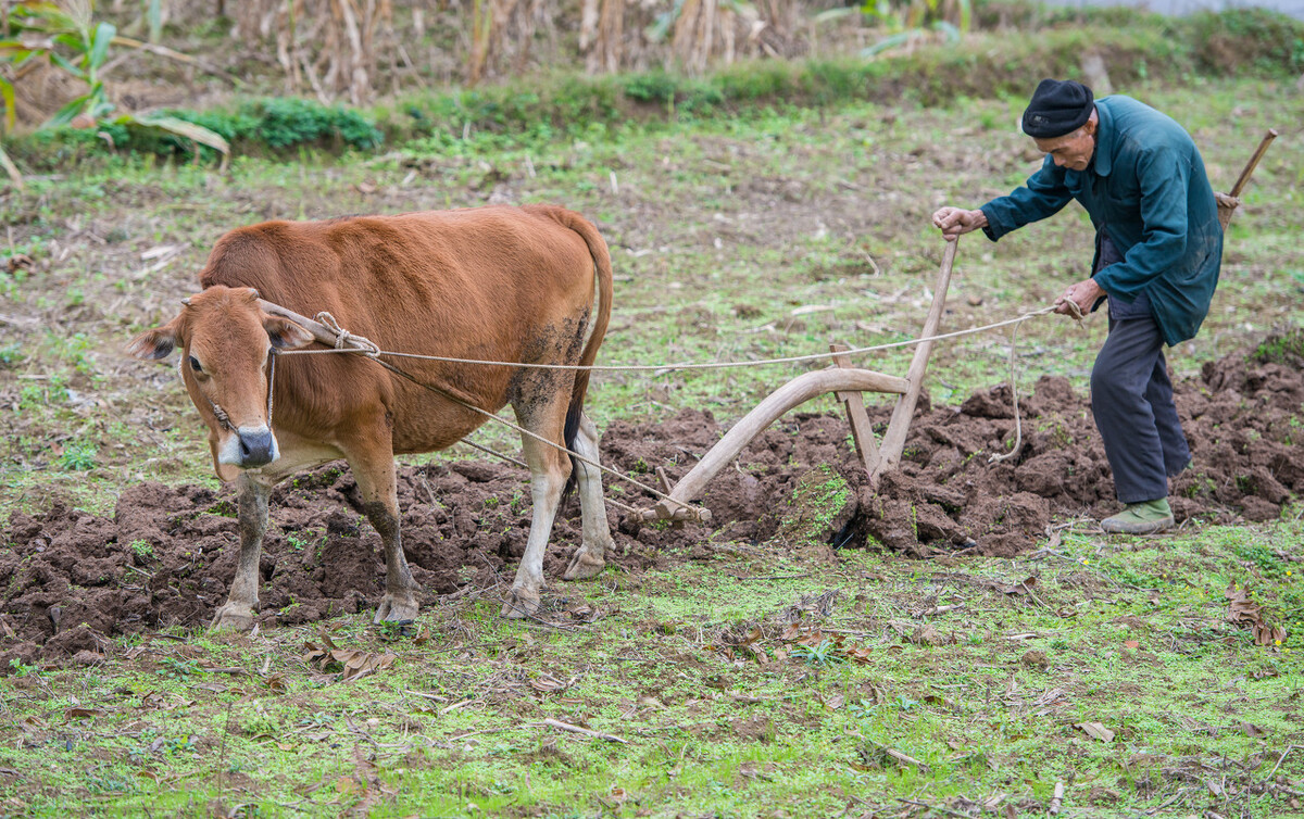 不听话的小黄牛,勤奋的小黄牛