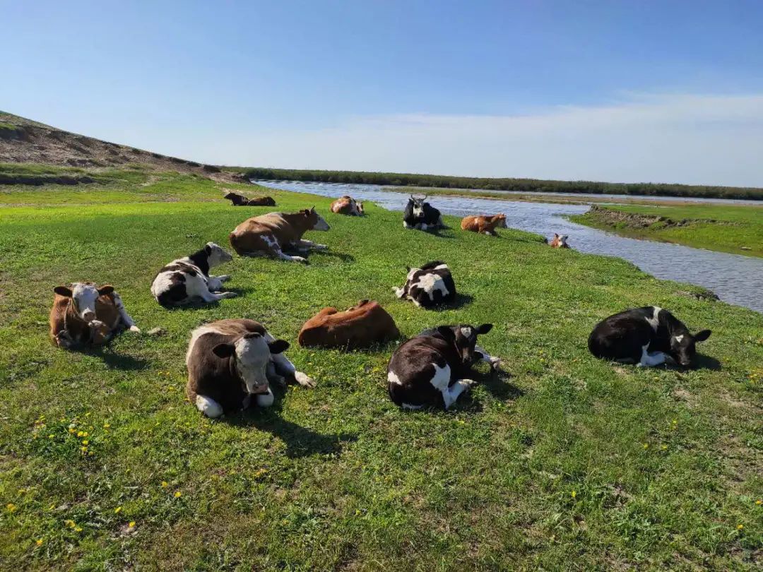 呼伦贝尔人吃羊肉,呼伦贝尔哪的牛羊肉最好