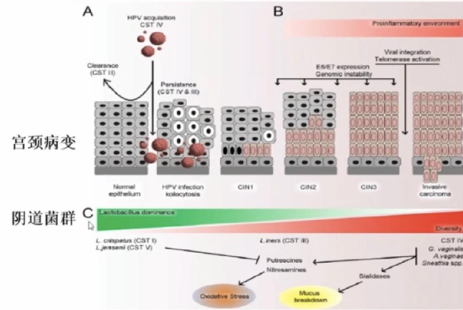 派特灵生物,派特灵生物讲解