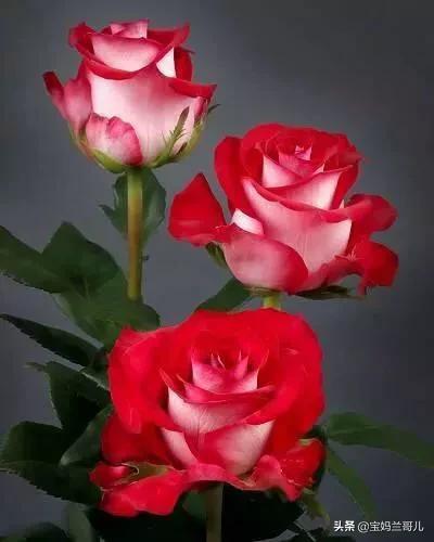 漂亮又特别的玫瑰花图片,特别漂亮的彩色玫瑰花图片