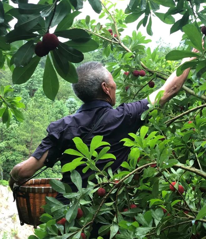 味全的杨梅,味全夏日限定